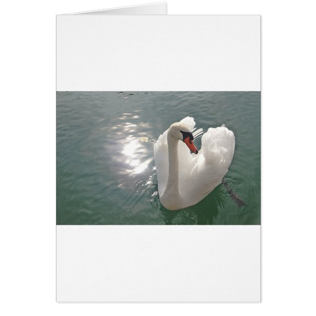 Romantischer weisser Schwan (Devant)