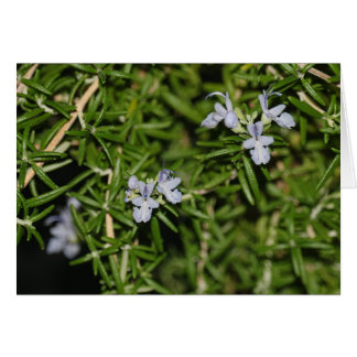 Romarin en fleur de fleurs Photo Herbe