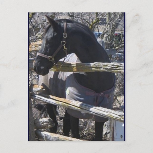 Romeo photo postcard (Front)