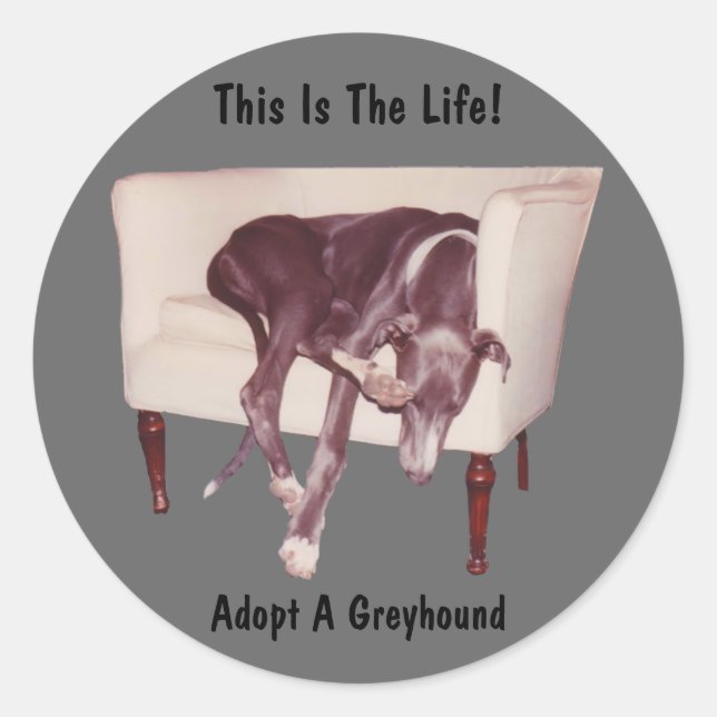Rond Adopter Un Greyhound C'Est Le Sticker De Vie (Devant)