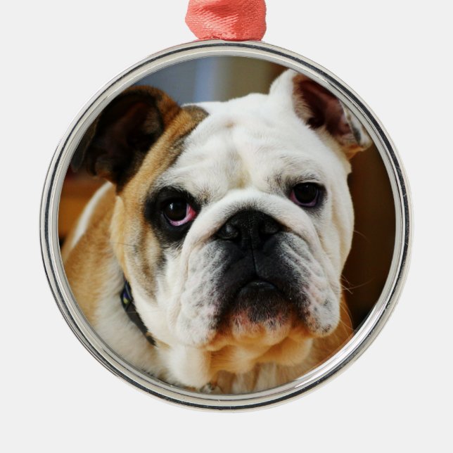 Rond Argenté Ornement Premium Bulldog (Devant)