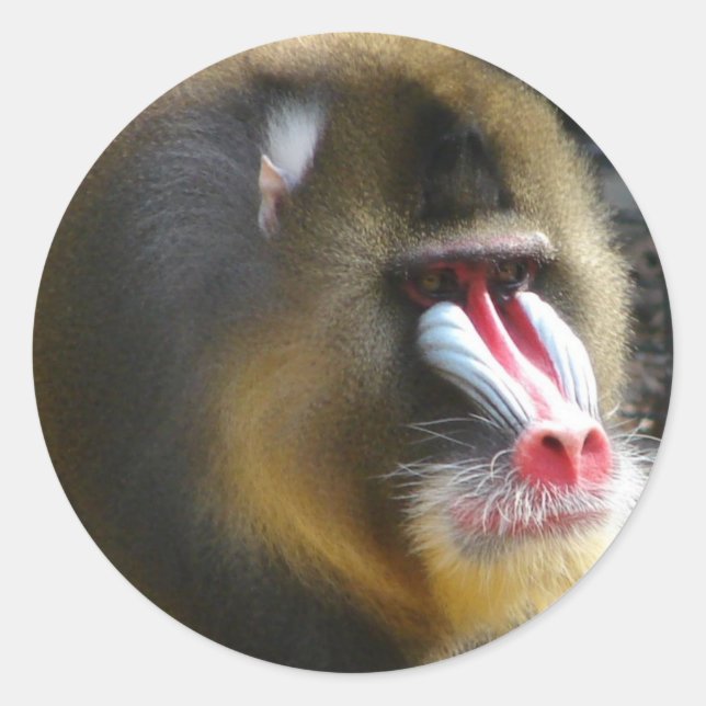 Rond Baboon Sticker (Devant)