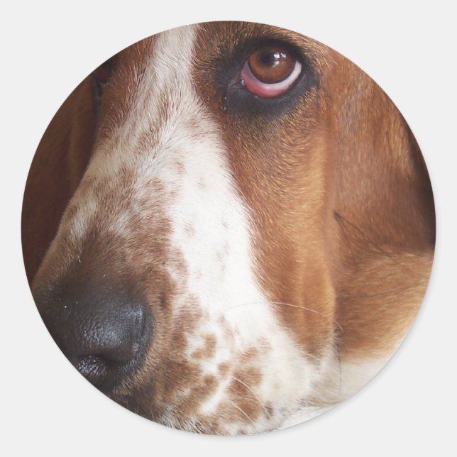 Rond Basset Hound Dog Sticker (Devant)