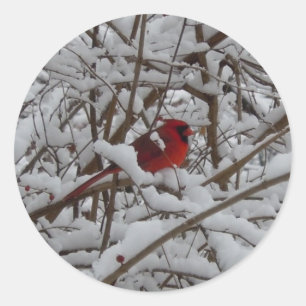 Rond Beau Cardinal Rouge dans Sticker Arbre Rempli Neig