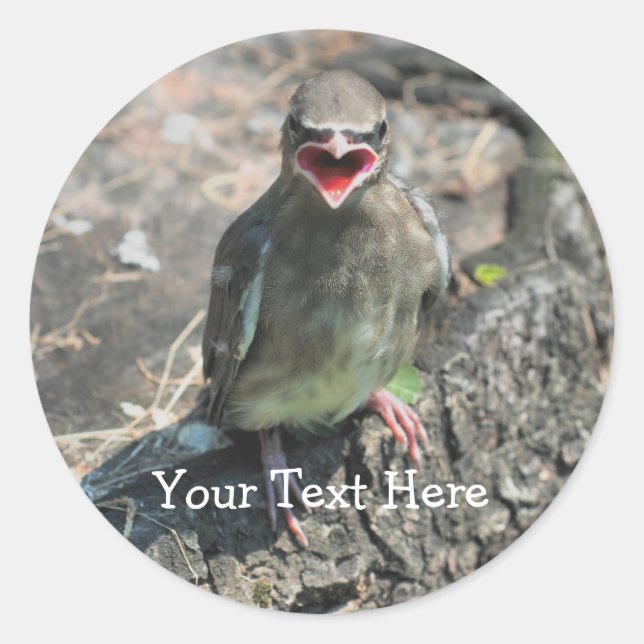 Rond Bébé Oiseau Nature Sticker (Devant)