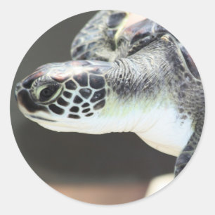 Rond Bébé Sticker de tortue de mer