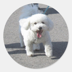 Rond Bichon Frise Sticker Round