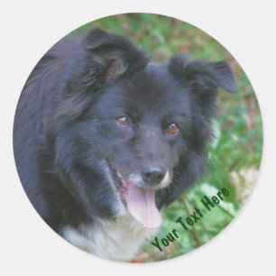 Rond Bordure Collie souriant mignon Sticker chien
