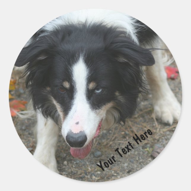 Rond Bordure Collie Stare Chien Sticker (Devant)
