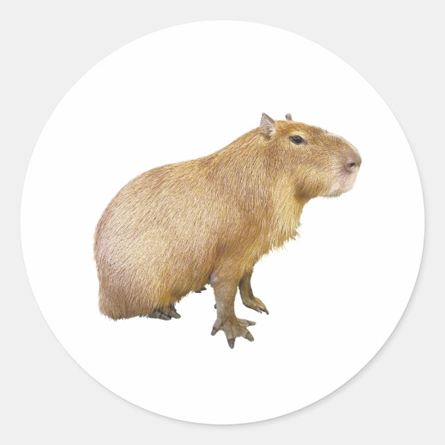 Rond capybara sticker (Devant)