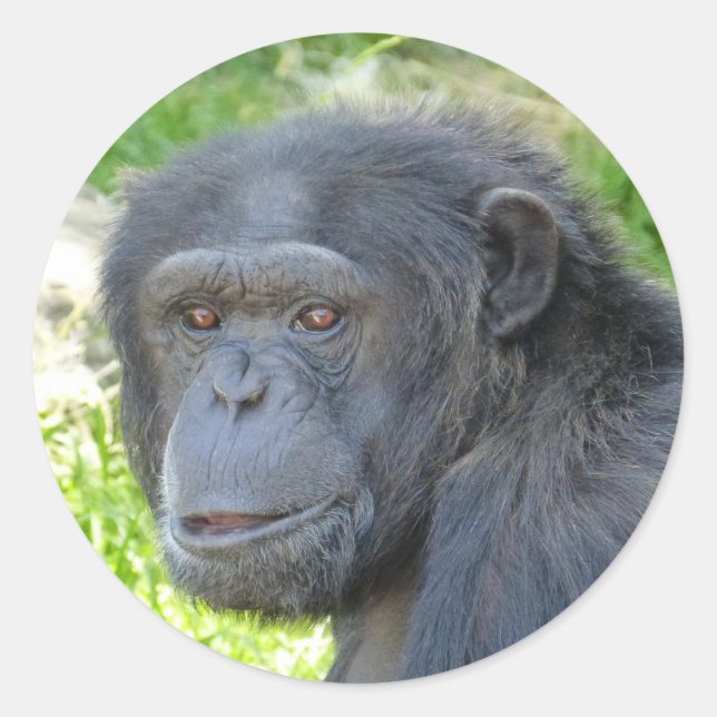 Rond Chimpanzé - Sticker (Devant)