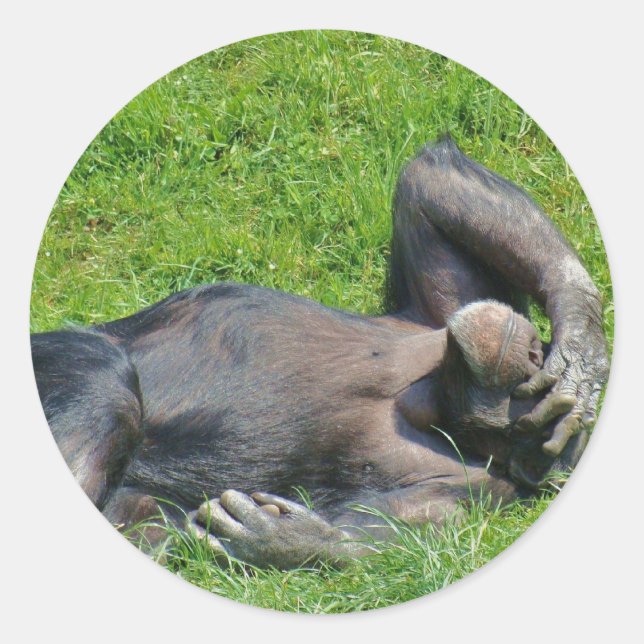 Rond Chimpanzé - Sticker (Devant)