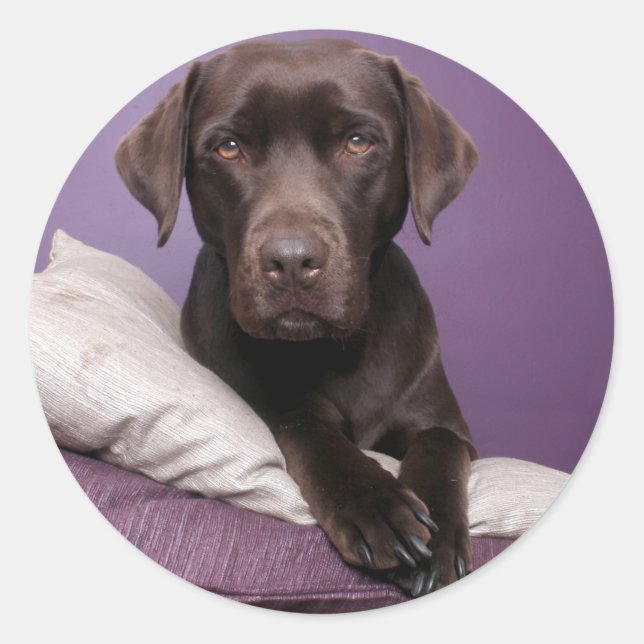 Rond Chocolat Brown Labrador Retriever Sticker chien (Devant)