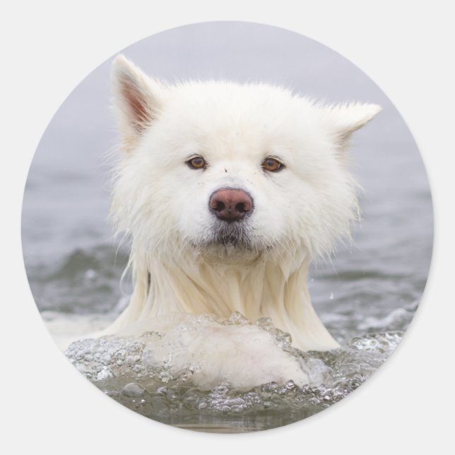 Rond CRB - Sticker pour ours polaire (Devant)