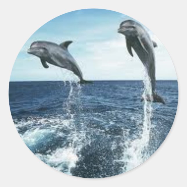 ROND DOLPHINS STICKER (Devant)