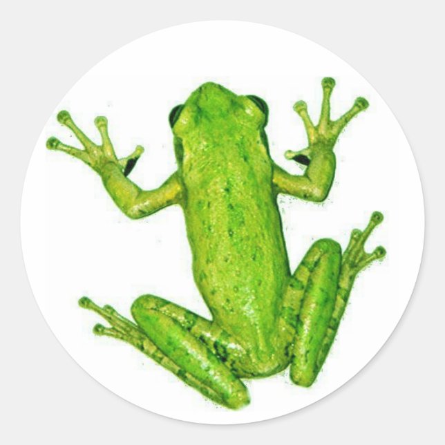 Rond Frog Tropical Rainforest Tree Sticker Art (Devant)