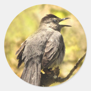 Rond Grey Catbird Chante Son Sticker À Chanson