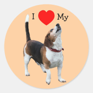 Rond I Love Heart My Beagle Chien Sticker