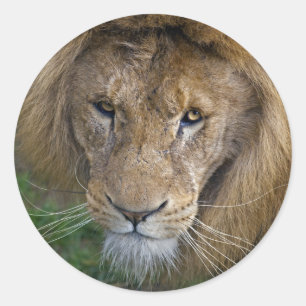 Rond Le Sticker du Roi