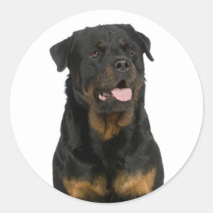 Rond Love Rottweiler Sticker Chien Chien Chien Chien / 