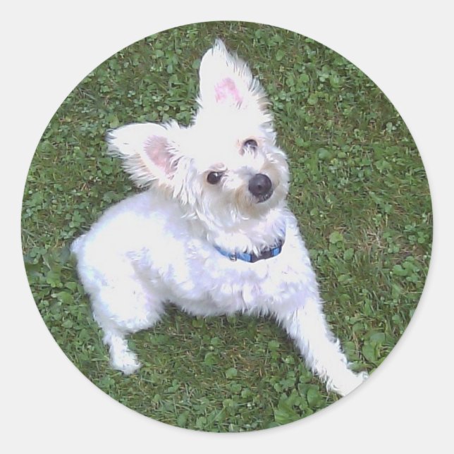 Rond Petey Le Sticker Pom-A-Poo (Devant)