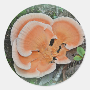 Rond Poulet De Bois Sticker Champignons