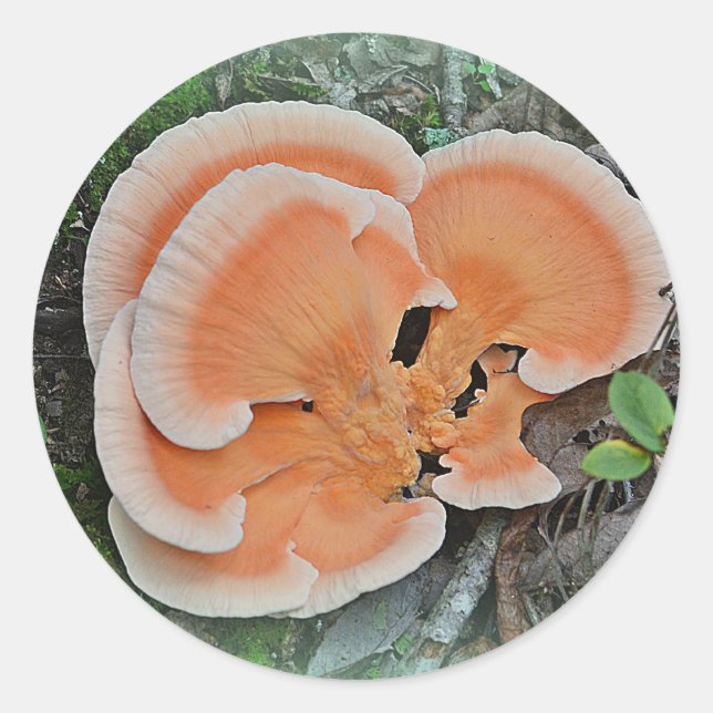 Rond Poulet De Bois Sticker Champignons (Devant)