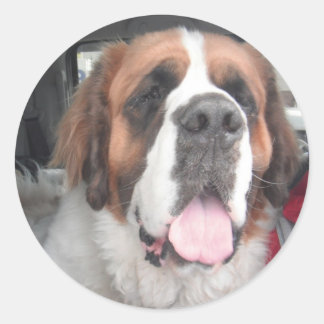 ROND SAINT BERNARD STICKER