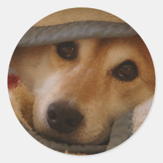 Rond Shiba dans un Sticker à couverture