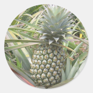 Rond Sticker à ananas