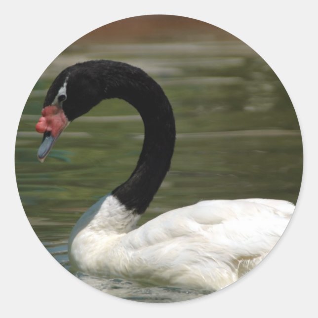 Rond Sticker à cygne noir et blanc (Devant)