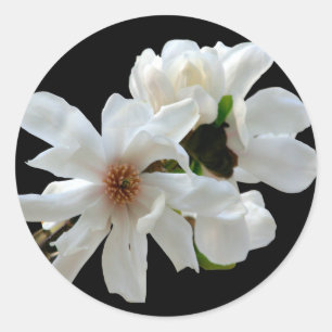 Rond Sticker à enveloppe Magnolia Stellata