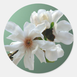 Rond Sticker à enveloppe Magnolia Stellata