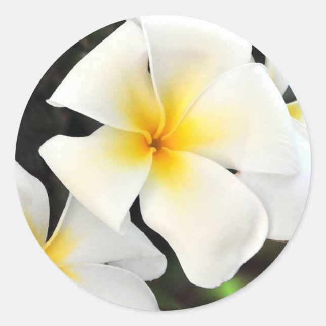 Rond Sticker à fleurs de Plumeria tropicale (Devant)