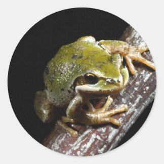 Rond Sticker à la grenouille