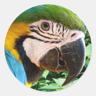 Rond Sticker à perroquet bleu Macaw