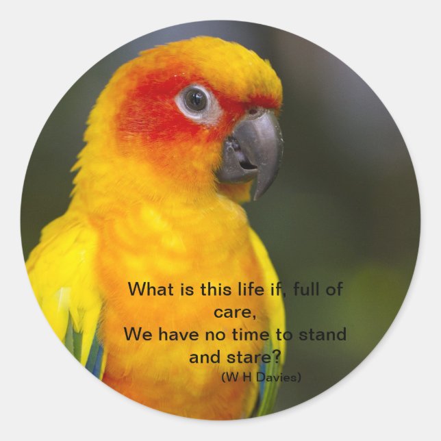 Rond Sticker à perroquets Sun Conure (avec texte) (Devant)