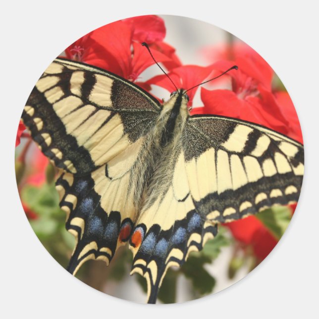Rond Sticker Anise Swallowtail (Devant)