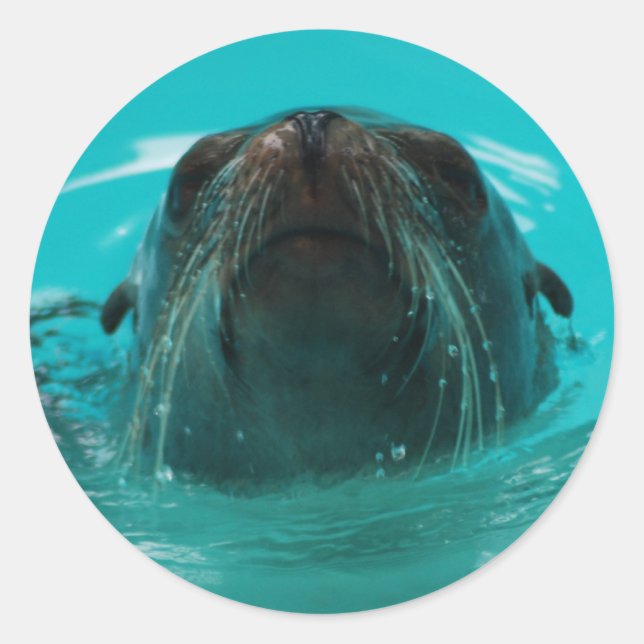 Rond Sticker au lion de la mer de Californie (Devant)
