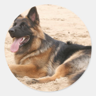 Rond Sticker berger allemand de repos