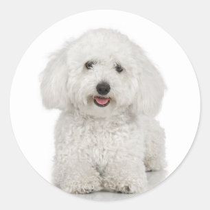 Rond Sticker Bichon Frise