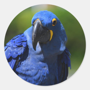 Rond Sticker bleu Hyacinth Macaw Classic Round