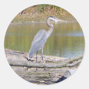 Rond sticker Blue Heron