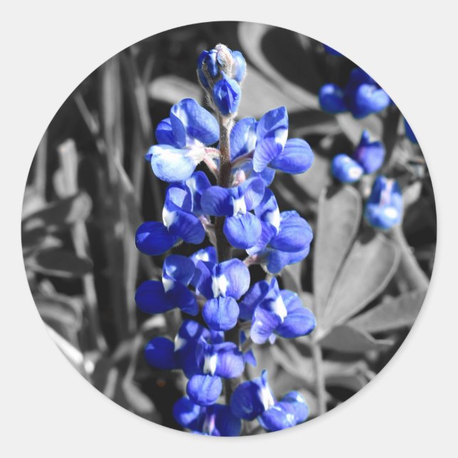 Rond Sticker Bluebonnet (Devant)