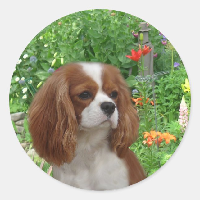 Rond Sticker Cavalier King Charles Spaniel (Devant)