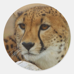 Rond Sticker Cheetah
