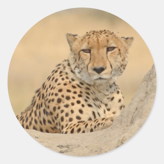 Rond Sticker Cheetah Gaze (Devant)