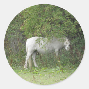 Rond Sticker Cheval Blanc Shy