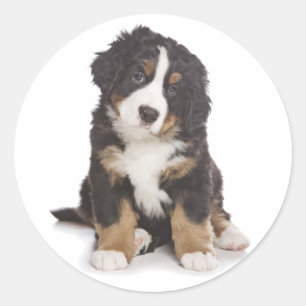 Rond Sticker Chien Chien Montagne Bernese / Sceau