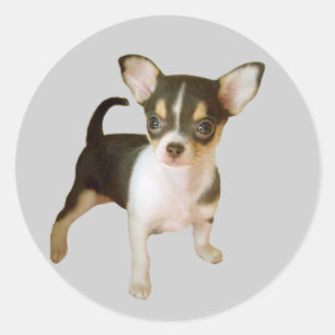 Rond Sticker Chihuahua Cutie